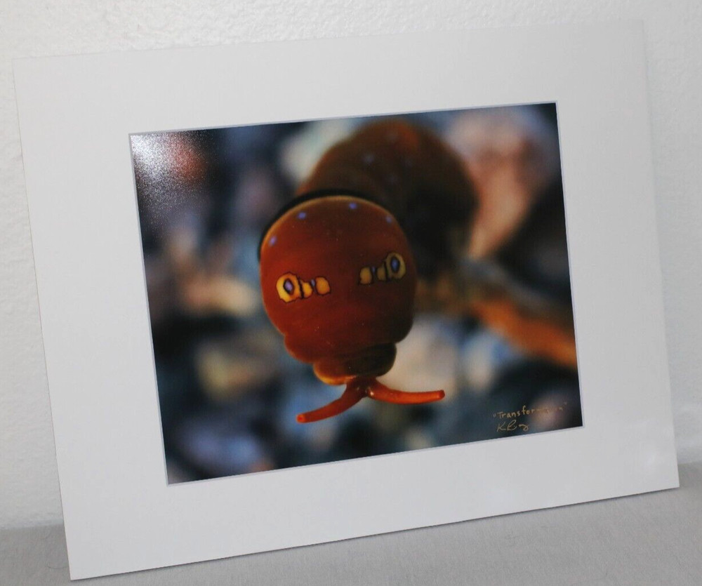 Two-tailed Caterpillar Photo 8″ x 10″ in 11″ x 14″ Matte Signed by Kim Barry