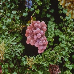 Surrealist photo collage by Suzanne Camp Crosby, «Bunches of Grapes,» 1978