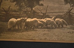 Original 1910 Countryside Flock Sheep Painted Photo Stewart Publishing Co. N.Y..