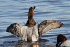 Canvasback Photo, Pick One Image – Various Sizes