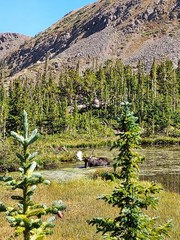 Moose in the wild photo art on canvas 24″x 36″ Colorado Rocky Mountains