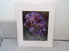 Photograph of Butterfly Bush Summer Lilac Flower Matted & Signed Ray Underhill