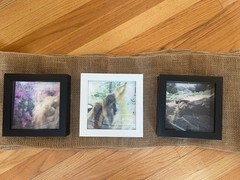 Original Artwork Polaroid On Archival Paper Wilderness Triptych 6×6 Framed $450