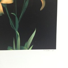 Original Photogravure By Sandi Daniel ( Tiger Lily) Limited Ed. 2002 19” X 13”