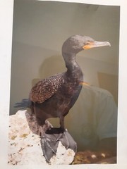 FLORIDA WILD WATERFOWL Framed Photograph Signed by Deborah Lyn Thompson