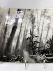 Vintage Black & White Nature Print