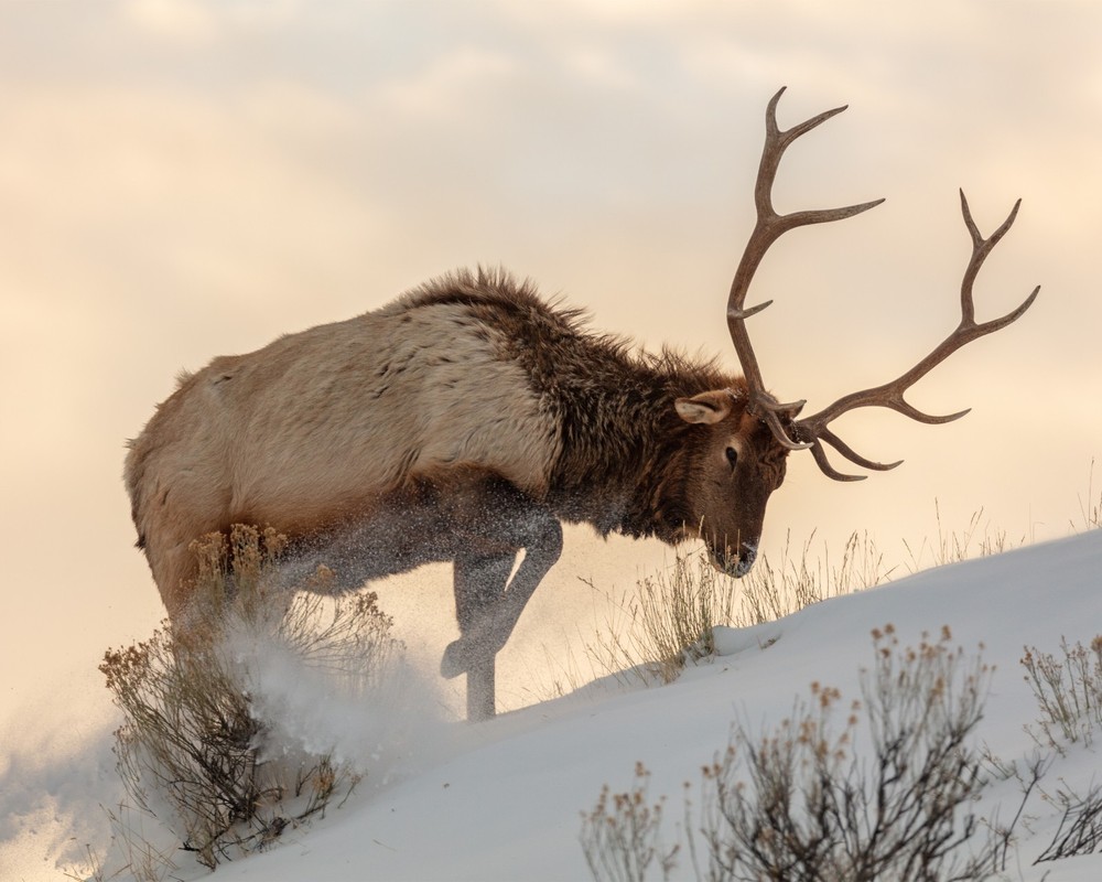 Bull Elk Searches for Food Beneath the Snow 8″x10″ Photograph Print 8×10