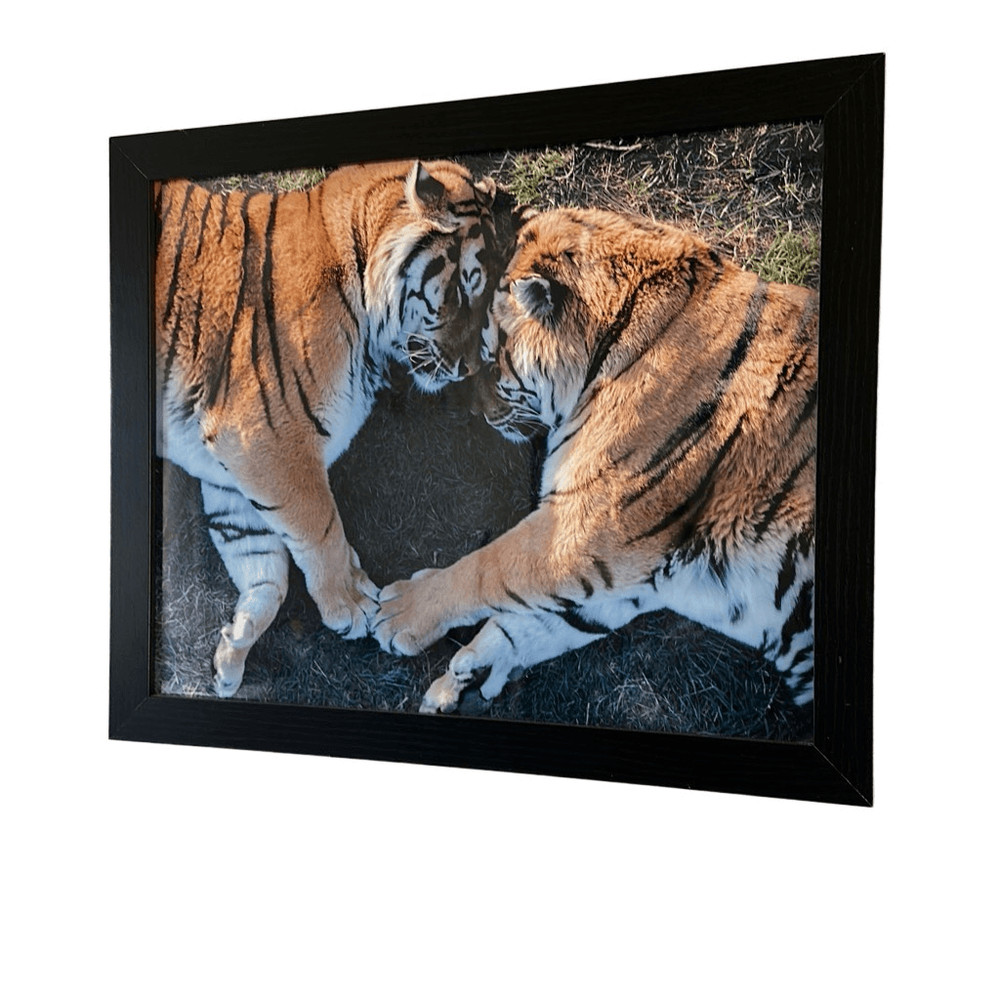 Tiger Love Photography Print 16×24 (2of3)