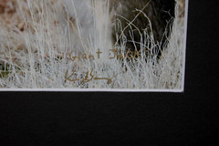 Jackrabbit Wildlife Photo 8″ x 10″ in 11″ x 14″ Matte Signed by Kim Barry