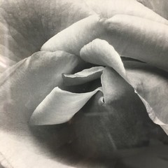 ANSEL ADAMS Art Photo ROSE and DRIFTWOOD 1932 Still Life 17×14 Inches