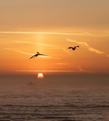 Digital Image Picture Photo Wallpaper Ocean Sunset Pelicans Boat