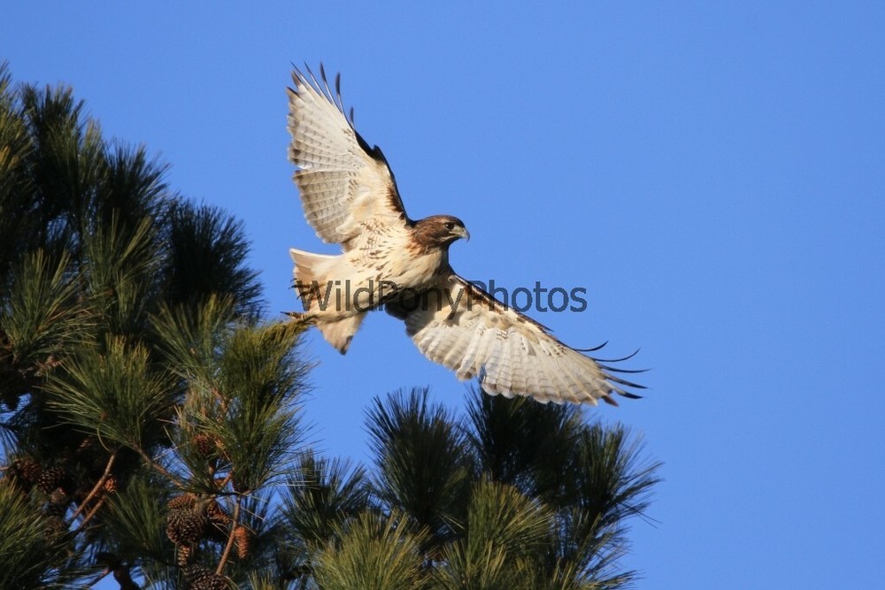 Red Tail Hawk Photo, Pick One Image – Various Sizes