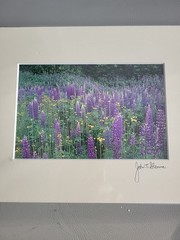 Photography Print By John T Slonina Matted 8×10 Field Of Lupine Flowers