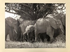 GEORGE RODGER,’ELEPHANTS, KENYA,1954′ AUTHENTIC 1990 ART PHOTO PRINT