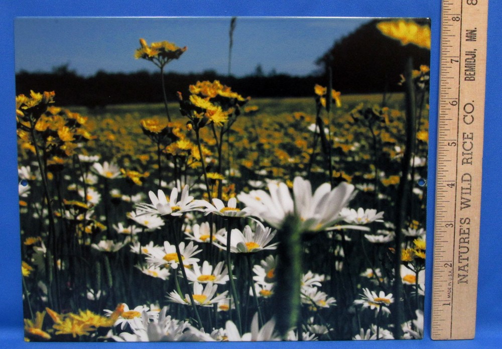 Mark Lewer Wild Flowers Photograph Picture Printed on Metal Wall Hanging Daisy