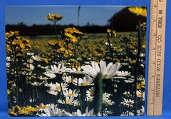 Mark Lewer Wild Flowers Photograph Picture Printed on Metal Wall Hanging Daisy