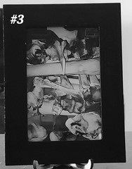 Framed Vulture Culture Photography: Pennsylvania Roadkill & Bones