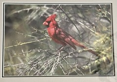 Thomas D. Mangelsen “Ruby of the Palo Verde” Limited Edition Cardinal Photograph