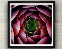Succulent, Abstract Floral, Nature Art, Fine Art Photo on Metal, Canvas or Paper