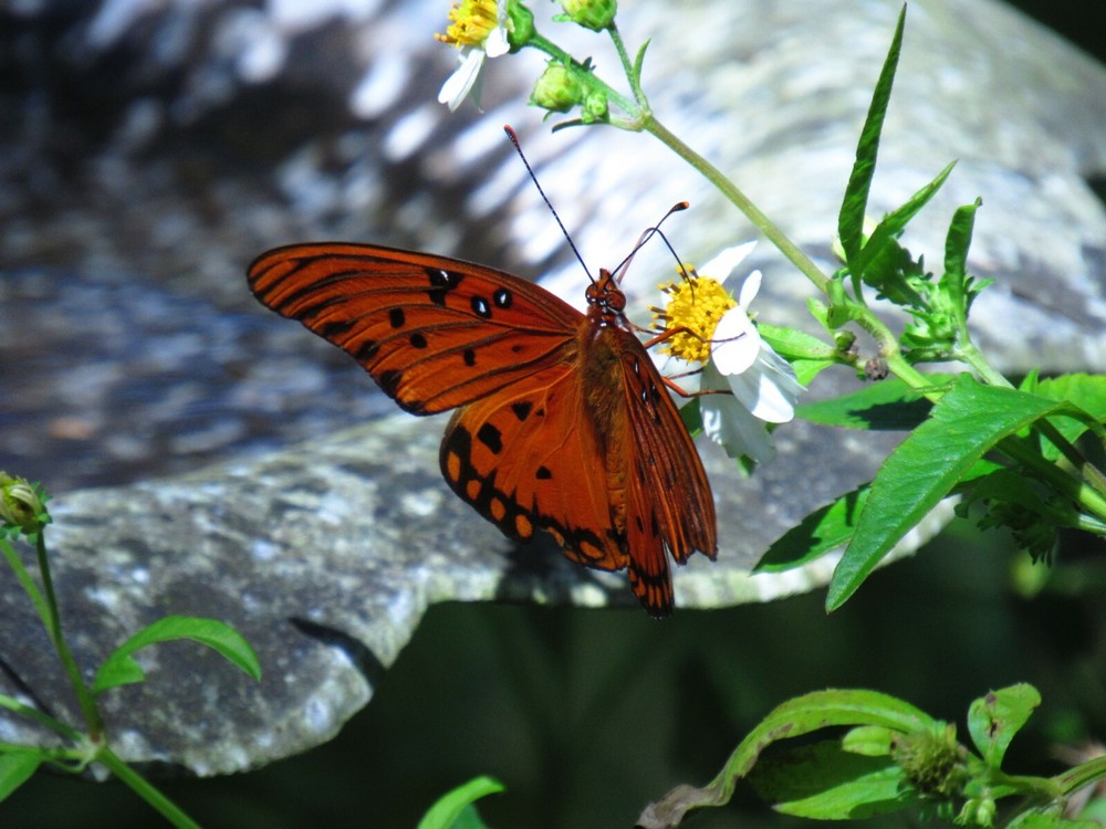 art print 28″ x 22″ Sir Butterfly and Madame Flower, photography, garden, nature