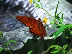art print 28″ x 22″ Sir Butterfly and Madame Flower, photography, garden, nature