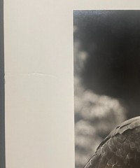Rare 1975 ‘Harpy EAGLE Mother & Baby Fledgling’ in Nest NEIL RETTIG Photograph