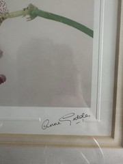 Anne Geddes Signed Framed Flower Color Photograph Still Life Landscape Art