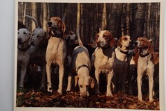 Vintage Analog Photo France Hunting Foxhunting Horse 24X30Cm 1970