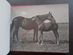 Bulgaria? 1958 15 Photos Equestrian Horse Stud Breeding Racing Jockey