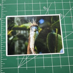 ACEO Photo Print Card 2.5×3.5″ Of A Tricolored Heron, Glossy Laminated