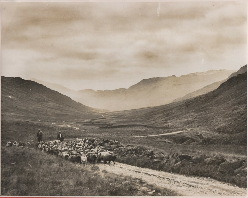 Vintage Photograph – Sheep In The English Lake District – Wrynose Bottom