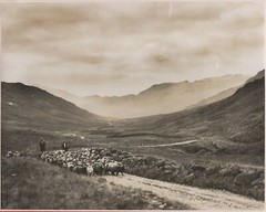 Vintage Photograph – Sheep In The English Lake District – Wrynose Bottom