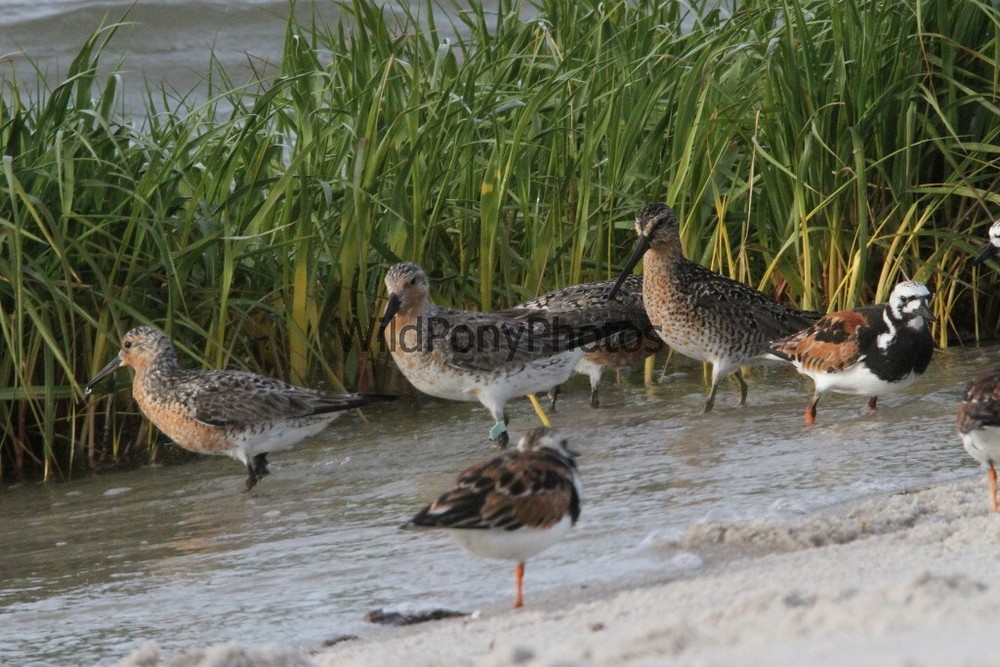 Red Knot, Ruddy Turnstone and Short Billed Dowitcher Photo – Various Sizes