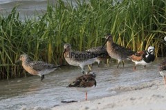 Red Knot, Ruddy Turnstone and Short Billed Dowitcher Photo – Various Sizes