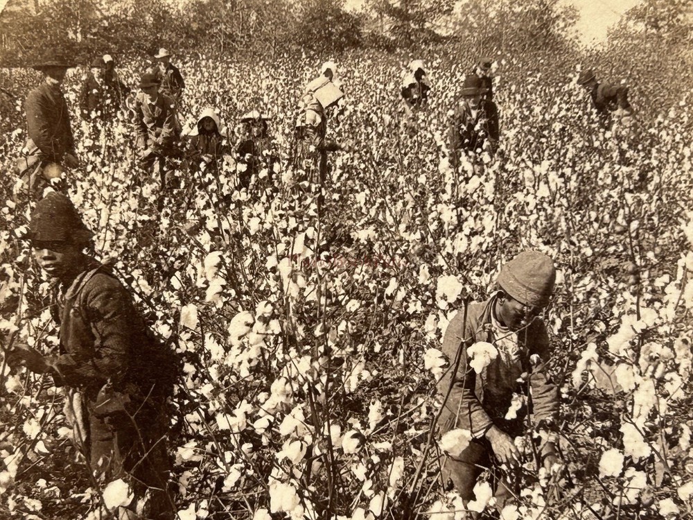 USA Louisiana The Harvest Of Cotton African American Photo 1892 Stereo Vintage