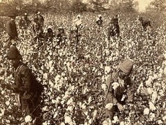 USA Louisiana The Harvest Of Cotton African American Photo 1892 Stereo Vintage