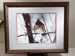 Thomas D. Mangelsen Framed Female Cardinal Signed no. 502 of 950