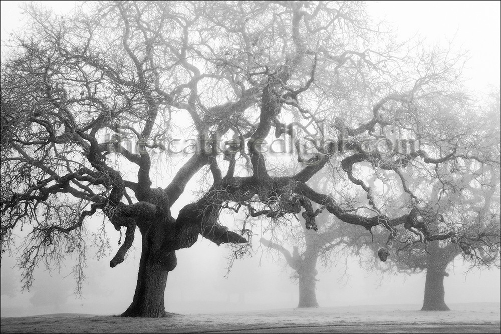B&W LIMITED EDITION PHOTOGRAPH / ‘3 TREES IN THE MIST’ / SONOMA CO, CA / 22 X 33