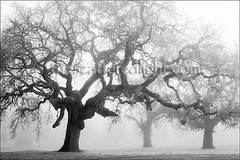 B&W LIMITED EDITION PHOTOGRAPH / ‘3 TREES IN THE MIST’ / SONOMA CO, CA / 22 X 33