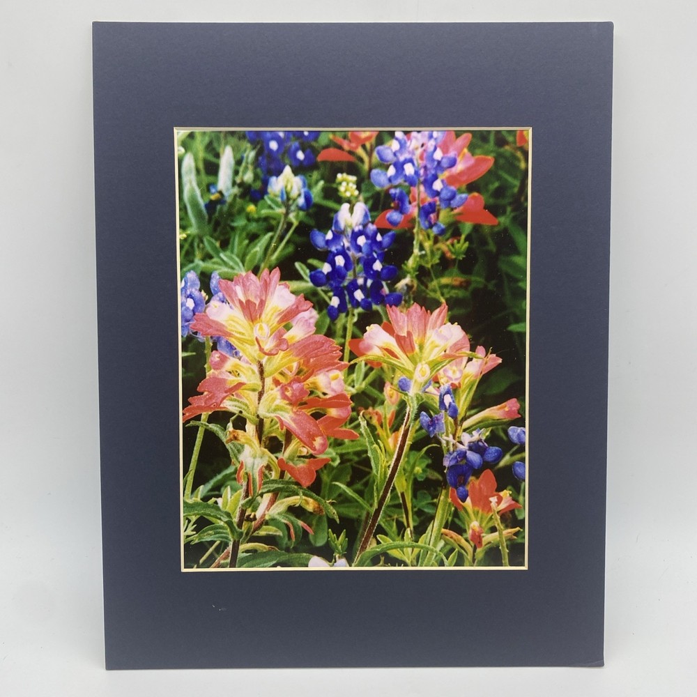 Matted Pink Blue Flowers Nature Photo Print 11 X 14 Wall Art Gallery Decor