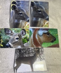 105 Nature Art Photographs 6×4” & 5.25 x4” Vibrant Colorful & 4 Post Cards