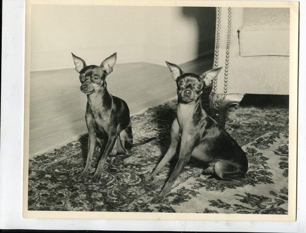 Old photo dogs in living room, 19x24cm