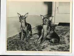 Old photo dogs in living room, 19x24cm