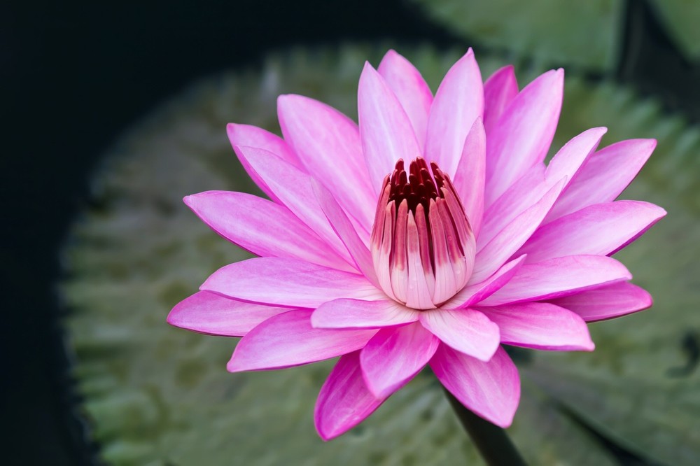 Pink Water Lily 01 XL Giclee Fine Art Print 20 x 30 inches unframed