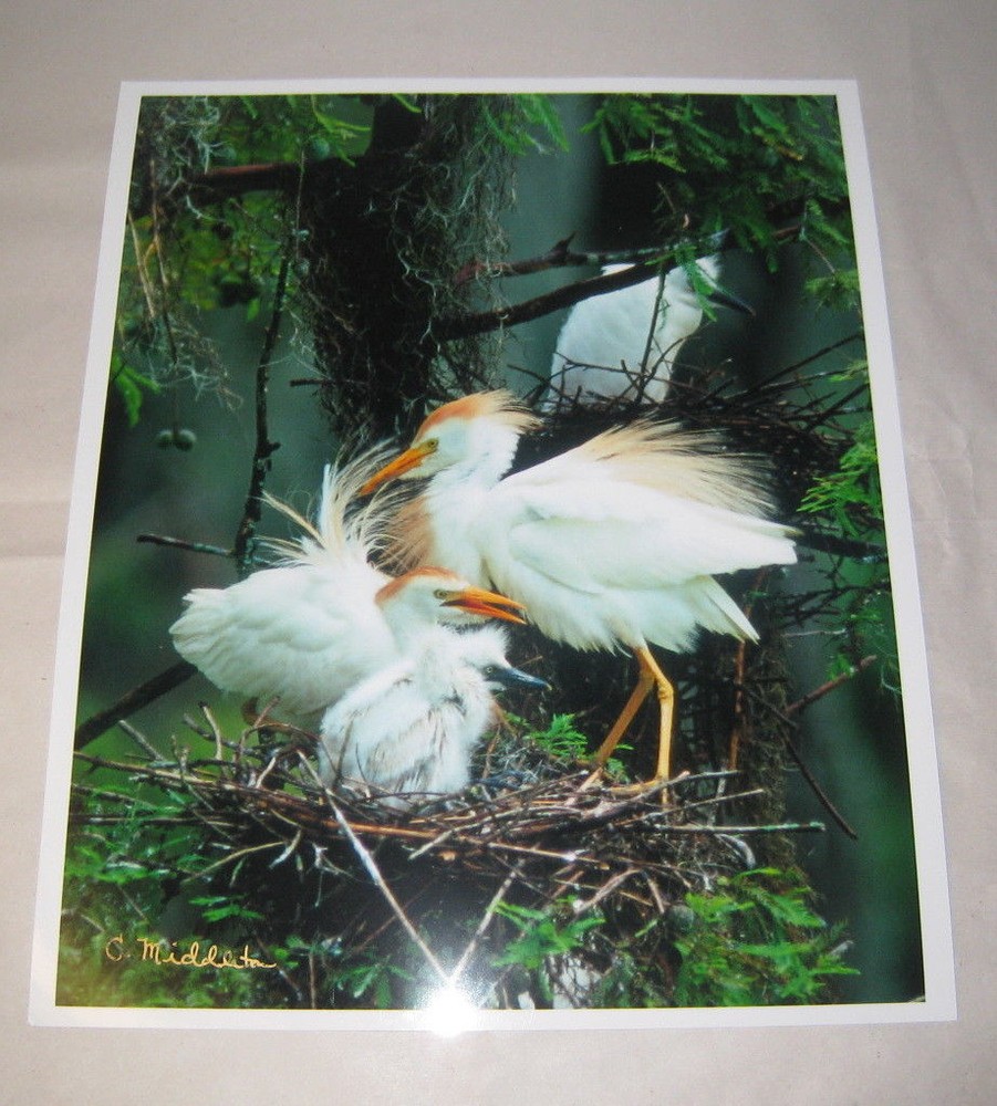 Beautiful Photograph of Cattle Egrets, Louisiana 8 x 10″ Signed, Kodak Image