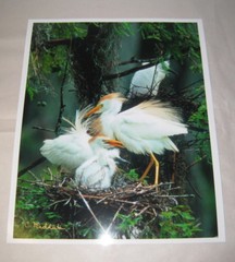 Beautiful Photograph of Cattle Egrets, Louisiana 8 x 10″ Signed, Kodak Image
