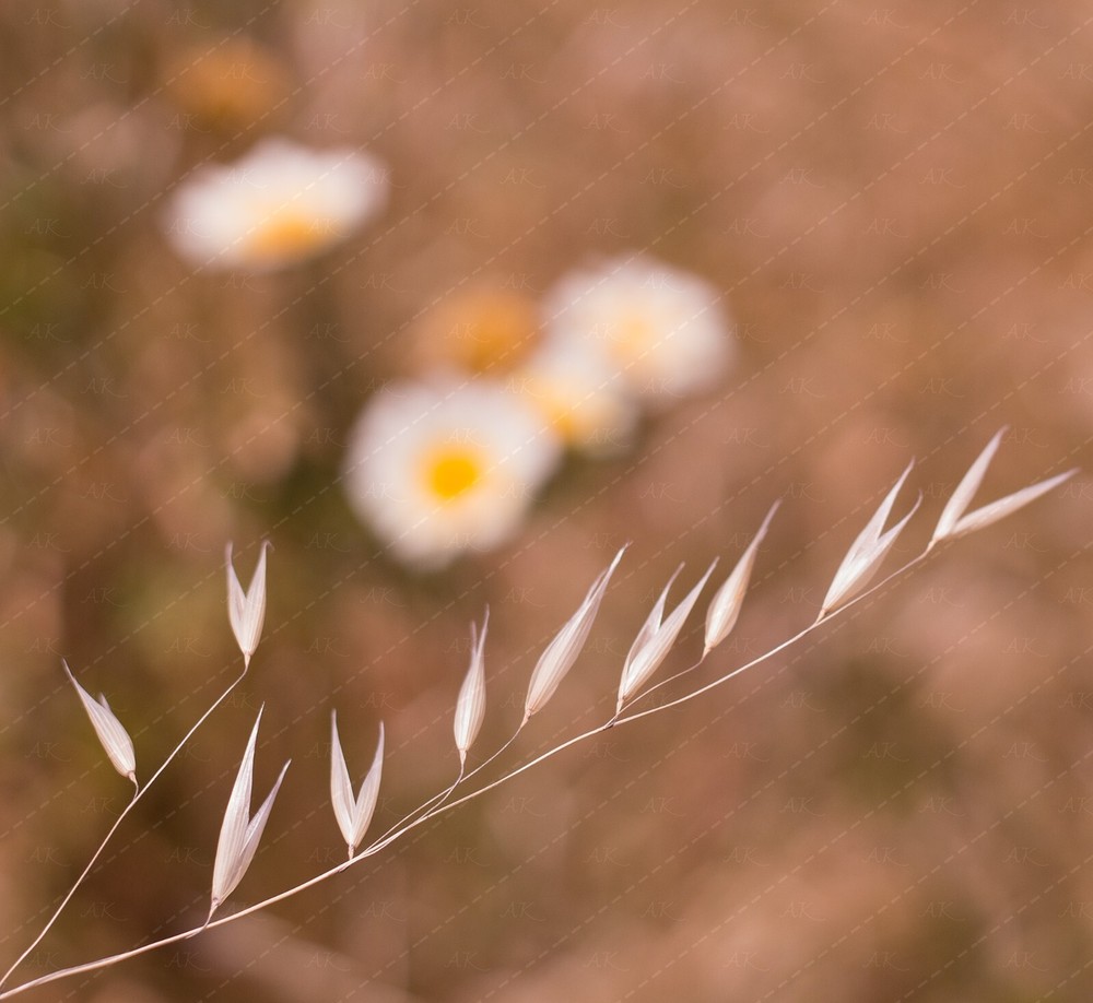 Digital Image Picture Photo Wallpaper: Wildflowers in Bloom