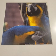 Blue and Yellow Macaw, Framed Fine Art Photography Gorgeous Parrot Bird Nature