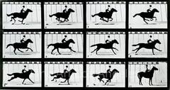Eadweard Muybridge Photo, Motion Study, horse with rider, 1880s 13×19″