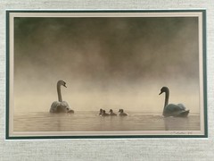 Family Of Swans Edward Robinson Nature Photographer Signed Photo Matted & Framed